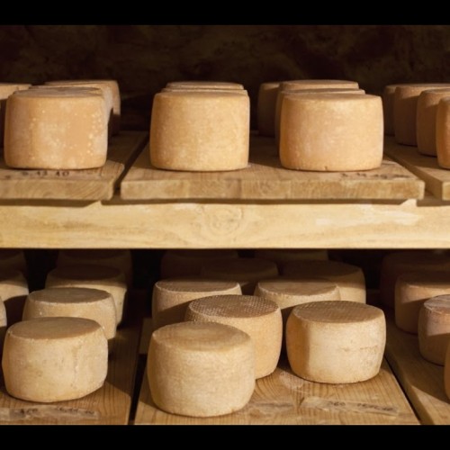 5 sự thật không phải ai cũng dám đọc về loại “phô mai giòi” nổi tiếng của nước Ý